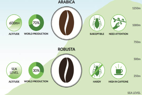 Phân biệt cà phê robusta và arabica