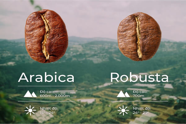 Điều kiện trồng khác nhau giữa arabica và robusta