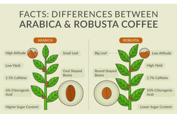 Robusta có hàm lượng cafein cao hơn arabica