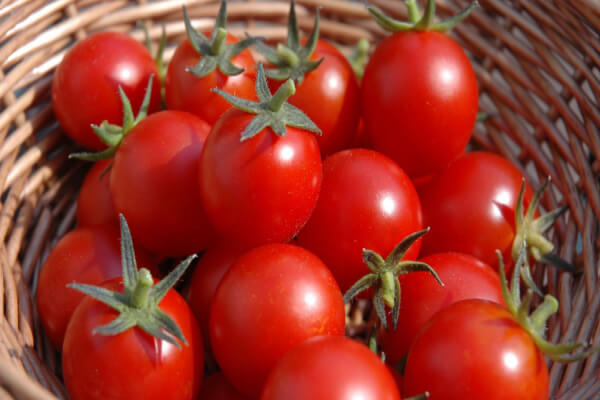 Cà chua giúp cải thiện tốt thị lực