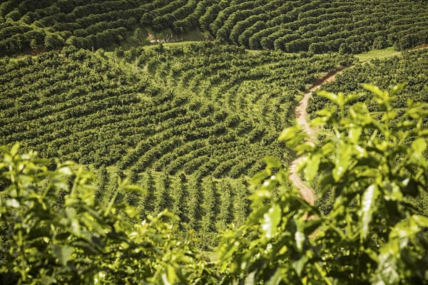 Brazil là nước sản xuất cà phê Arabica nhiều nhất trên thế giới.