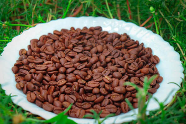 Nguồn gốc của cà phê hạt Arabica Cầu Đất.